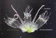  2 filaments and 3 pseudostaminodes